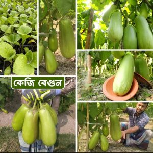 বারোমাসি রাখাইন জাতের বারি-১২ বেগুনের বীজ উন্নত জাত • ভালো ফলন • আকর্ষণীয় ও মানসম্মত বেগুন ছাদ বাগান ও বাণিজ্যিক চাষে—চাষিদের জন্য দারুণ একটি পছন্দ।