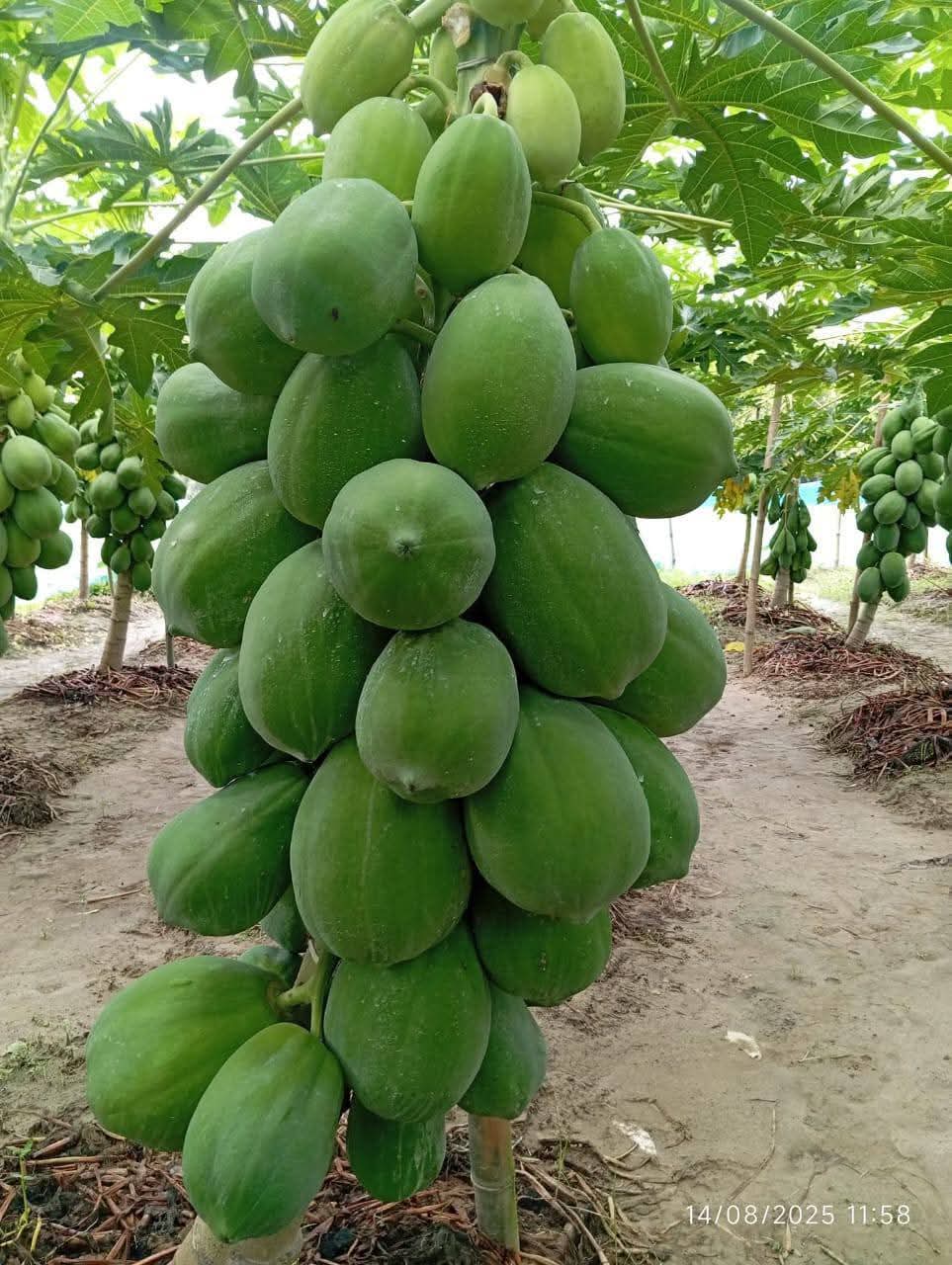 WhatsApp Image 2025-10-14 at 11.33.34 AM (1)