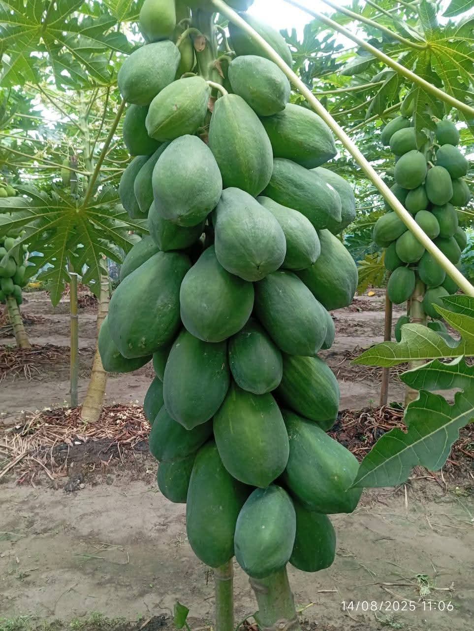 WhatsApp Image 2025-10-14 at 11.33.34 AM