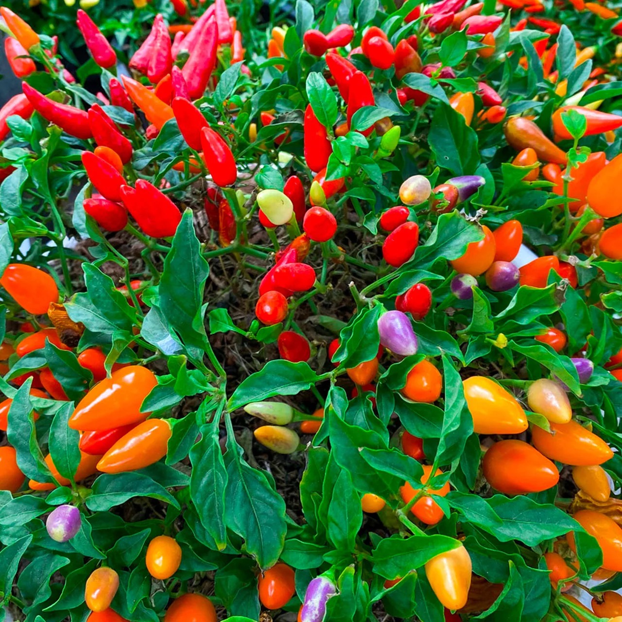 imgi_137_Chinese-Five-Color-Pepper__78910.1669754632.1280.1280