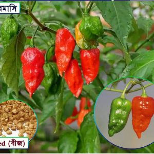 বারোমাসি ঘৃত বোম্বাই মরিচের বীজ  বারোমাসি ফলন • ঝাল ও সুস্বাদু • আকর্ষণীয় আকৃতি • দীর্ঘসময় ফলনের সম্ভাবনা **ছাদ বাগান ও বাণিজ্যিক চাষে—ঝাল মরিচের চাষে দারুণ একটি পছন্দ।