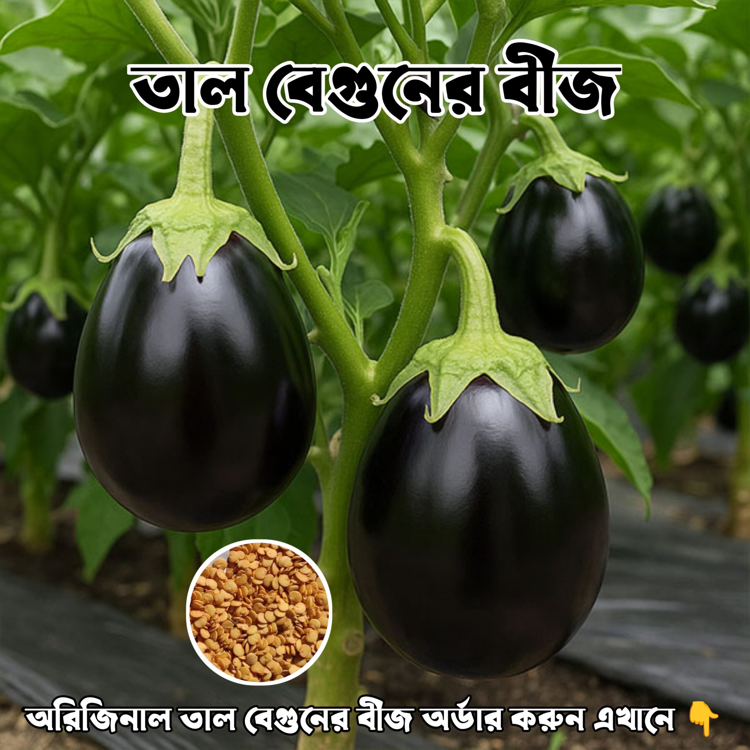 1377545975pro_mainTal-Bagun-Seeds-scaled.jpg
