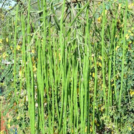 25960311ODC-3-Sojina-Seeds.webp