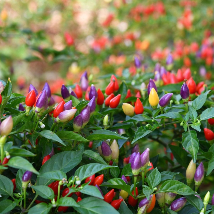 5-color-pepper-740x740-1-1.jpg