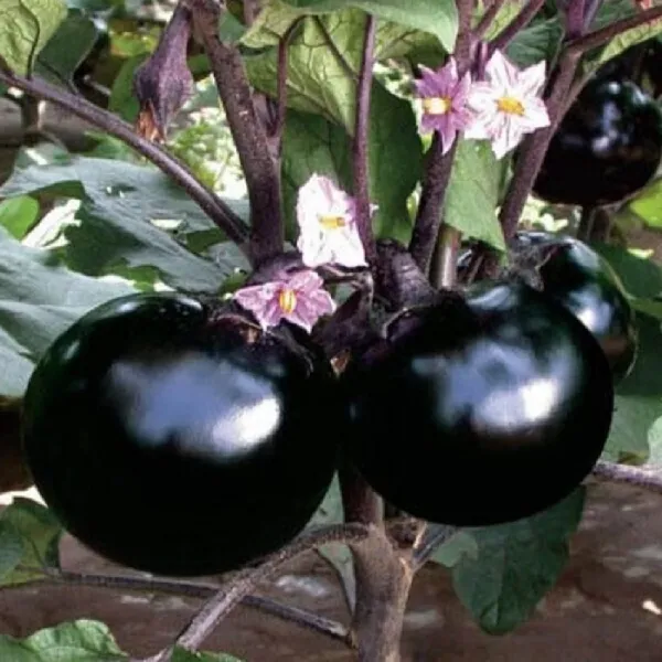 50-brinjal-001-suaa-original-imah6gdz3ff4anzp-1.webp