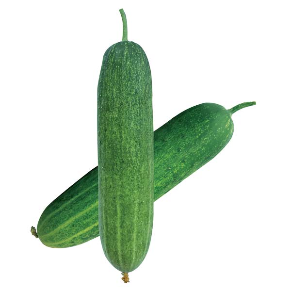Green-bird.jpg