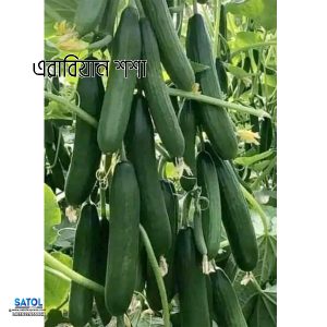 বারোমাসি এরাবিয়ান শসার বীজ গিঁটে গিঁটে ফলন • দ্রুত বৃদ্ধি • প্রচুর শসা **ছাদ বাগান ও বাণিজ্যিক চাষে—উচ্চ ফলনের জন্য দারুণ পছন্দ।