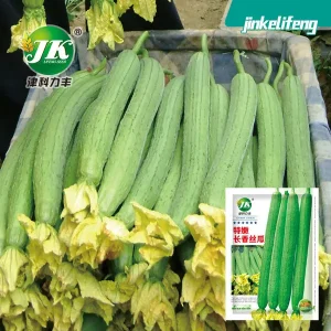 চায়না ইমপোর্টেড লম্বা ও সুস্বাদু ধুন্দল বীজ 🌱 লম্বা, সুন্দর ও সুস্বাদু ধুন্দল চাষের জন্য